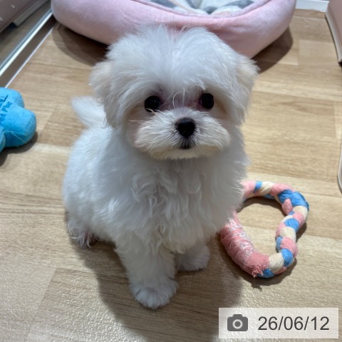 大阪府のマルチーズ (ペットプラス イオン大日店/2026年4月3日生まれ/女の子/ホワイト)の子犬の4枚目の画像