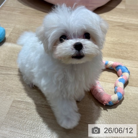 大阪府のマルチーズ (ペットプラス イオン大日店/2026年4月3日生まれ/女の子/ホワイト)の子犬の3枚目の画像