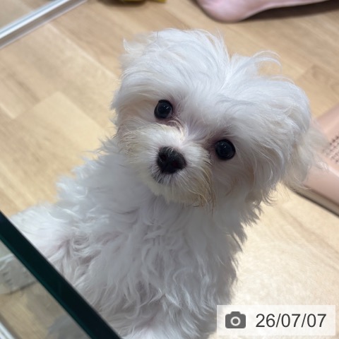 大阪府のマルチーズ (ペットプラス イオン大日店/2026年4月3日生まれ/女の子/ホワイト)の子犬の3枚目の画像