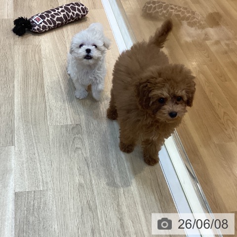京都府のマルチーズ (ペットプラス イオンモールKYOTO店/2026年4月3日生まれ/男の子/ホワイト)の子犬の4枚目の画像