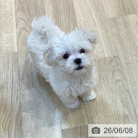 京都府のマルチーズ (ペットプラス イオンモールKYOTO店/2026年4月3日生まれ/男の子/ホワイト)の子犬の3枚目の画像