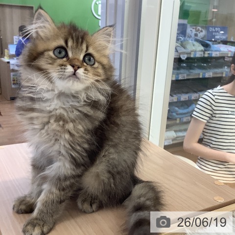 大阪府のラガマフィン (ペットプラス りんくう泉南店/2026年3月26日生まれ/女の子/ブラウンタビー)の子猫の4枚目の画像