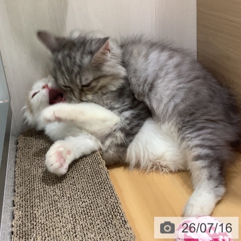 大阪府のラガマフィン (ペットプラス 堺鉄砲町店/2026年3月26日生まれ/女の子/シルバーパッチドタビー)の子猫の3枚目の画像