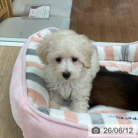 新潟県のトイプードル(トイ) (ペットプラス 新潟南店/2026年4月2日生まれ/男の子/クリーム)の子犬の4枚目の画像