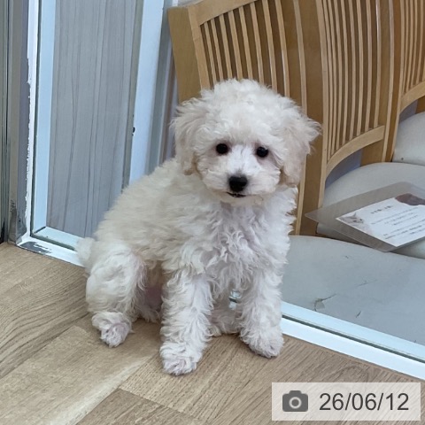 新潟県のトイプードル(トイ) (ペットプラス 新潟南店/2026年4月2日生まれ/男の子/クリーム)の子犬の3枚目の画像