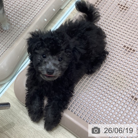 大阪府のトイプードル(トイ) (ペットプラス 鶴見店/2026年4月2日生まれ/男の子/シルバー)の子犬の4枚目の画像