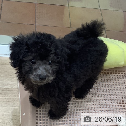 大阪府のトイプードル(トイ) (ペットプラス 鶴見店/2026年4月2日生まれ/男の子/シルバー)の子犬の3枚目の画像