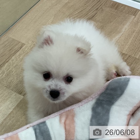 ポメラニアンの写真
