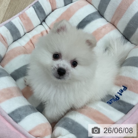 ポメラニアンの写真