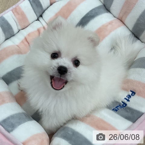 ポメラニアンの写真