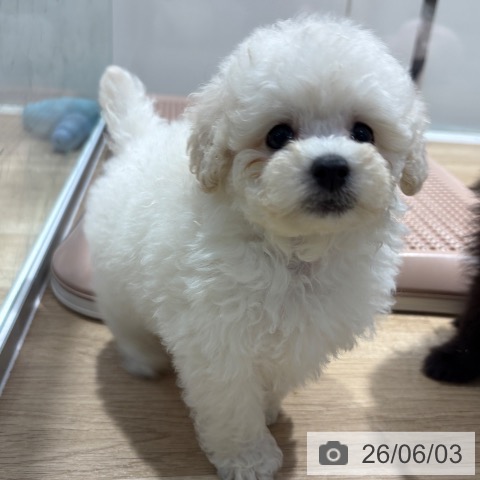 大阪府のトイプードル(トイ) (ペットプラス イオン大日店/2026年4月3日生まれ/男の子/ホワイト)の子犬の4枚目の画像