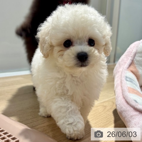 大阪府のトイプードル(トイ) (ペットプラス イオン大日店/2026年4月3日生まれ/男の子/ホワイト)の子犬の3枚目の画像