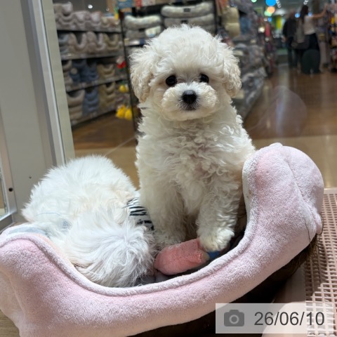 大阪府のトイプードル(トイ) (ペットプラス イオン大日店/2026年4月3日生まれ/男の子/ホワイト)の子犬の3枚目の画像