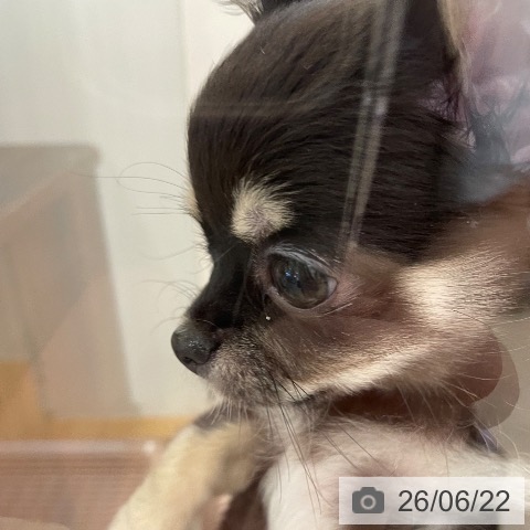 新潟県のチワワ(ロング) (ペットプラス 新潟青山店/2026年4月2日生まれ/女の子/ブラックタン)の子犬の3枚目の画像