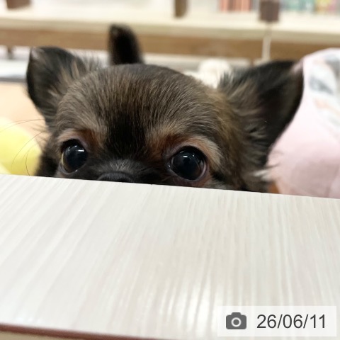 チワワの写真