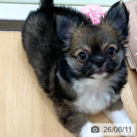 チワワの写真