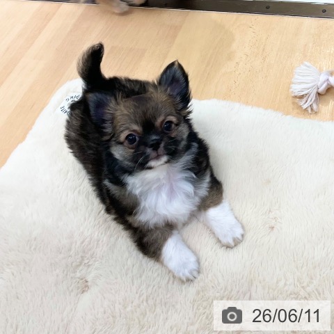 チワワの写真