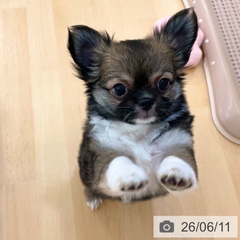 チワワの写真