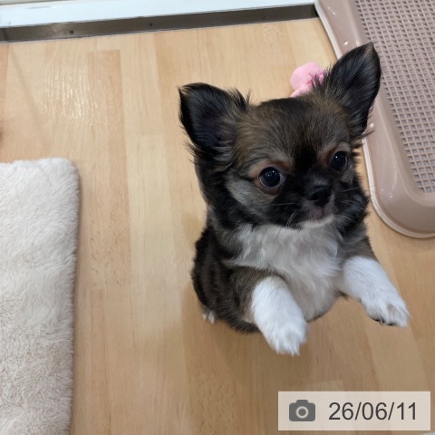 チワワの写真