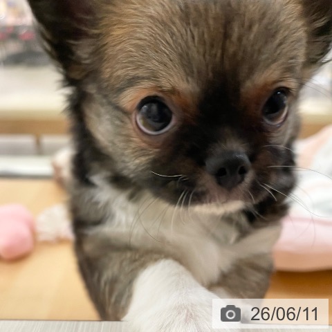 チワワの写真