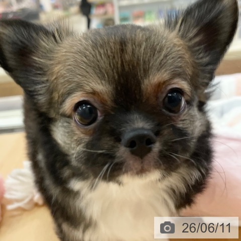チワワの写真