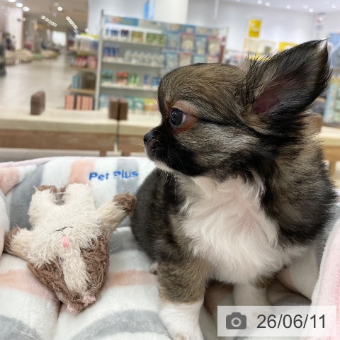 チワワの写真