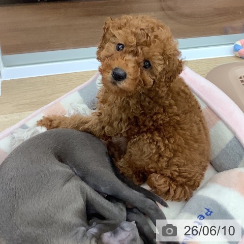 京都府のトイプードル(トイ) (ペットプラス 久御山店/2026年4月6日生まれ/女の子/レッド)の子犬の4枚目の画像
