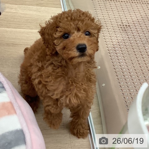 京都府のトイプードル(トイ) (ペットプラス 久御山店/2026年4月6日生まれ/女の子/レッド)の子犬の3枚目の画像