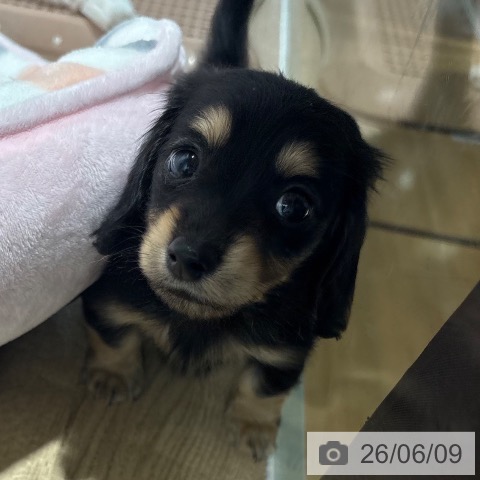 兵庫県のカニンヘンダックスフンド(ロング) (ペットプラス 神戸三宮店/2026年4月3日生まれ/男の子/ブラックイエロー)の子犬の3枚目の画像