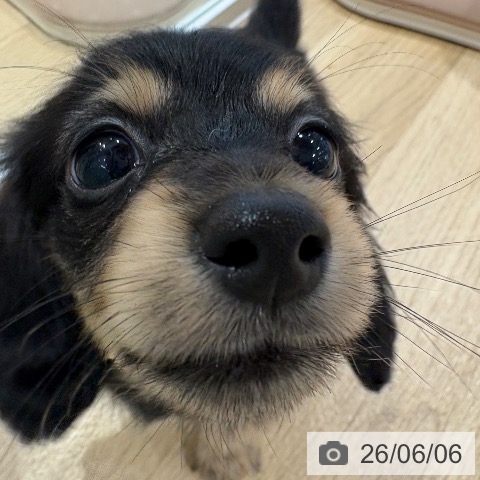 カニーンヘン・ダックスフンドの写真