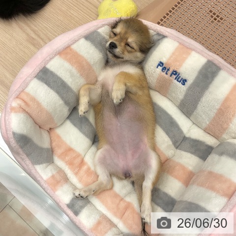 大阪府のチワワ(ロング) (ペットプラス ららぽーと和泉店/2026年3月24日生まれ/女の子/フォーン)の子犬の3枚目の画像