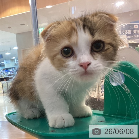 京都府のスコティッシュフォールド (ペットプラス イオンモールKYOTO店/2026年4月1日生まれ/女の子/ブラウンパッチドタビーホワイト)の子猫の4枚目の画像