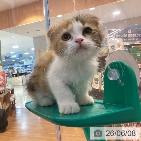 京都府のスコティッシュフォールド (ペットプラス イオンモールKYOTO店/2026年4月1日生まれ/女の子/ブラウンパッチドタビーホワイト)の子猫の4枚目の画像
