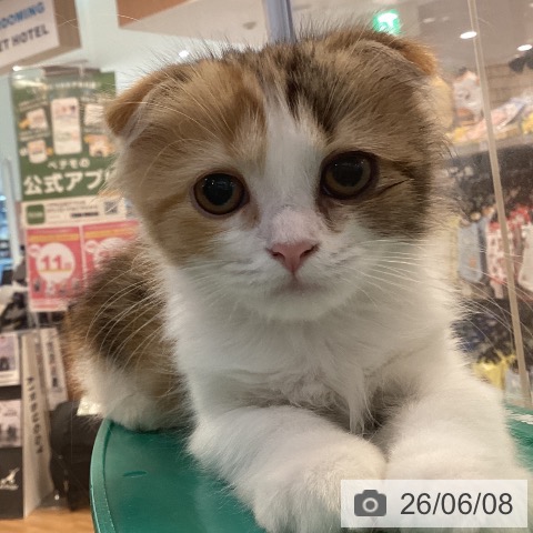 京都府のスコティッシュフォールド (ペットプラス イオンモールKYOTO店/2026年4月1日生まれ/女の子/ブラウンパッチドタビーホワイト)の子猫の3枚目の画像