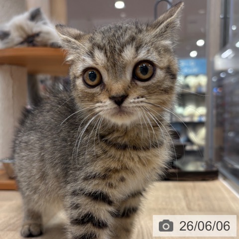 スコティッシュフォールドの写真