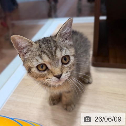 スコティッシュフォールドの写真