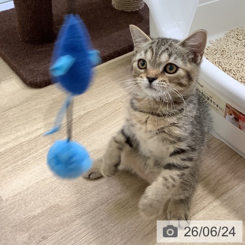 スコティッシュフォールドの写真