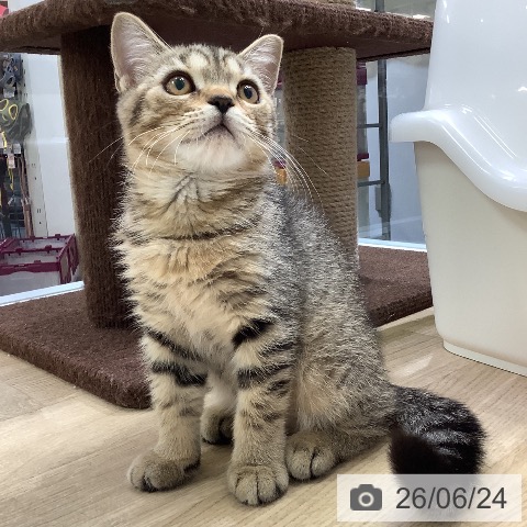 スコティッシュフォールドの写真