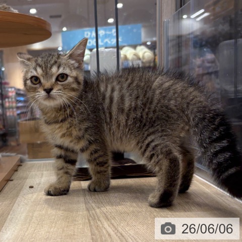 スコティッシュフォールドの写真
