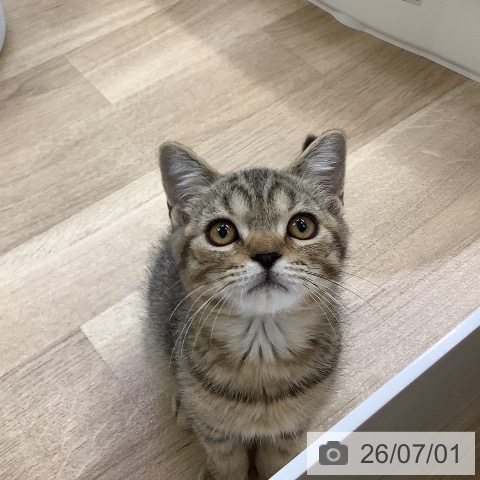 スコティッシュフォールドの写真