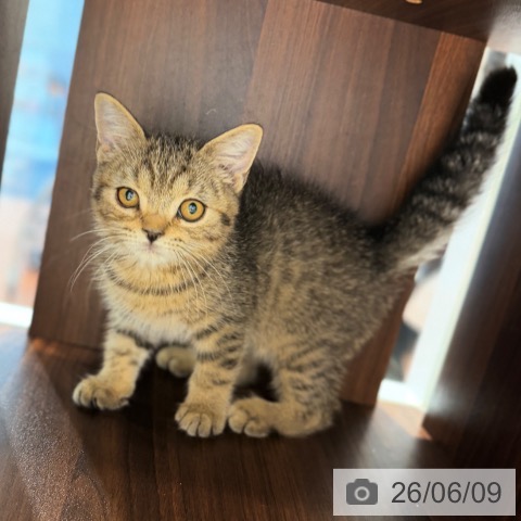 スコティッシュフォールドの写真