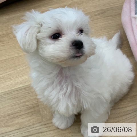 京都府のマルチーズ (ペットプラス 久御山店/2026年4月5日生まれ/男の子/ホワイト)の子犬の3枚目の画像