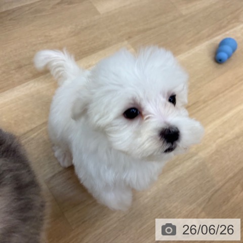 京都府のマルチーズ (ペットプラス 久御山店/2026年4月5日生まれ/男の子/ホワイト)の子犬の3枚目の画像
