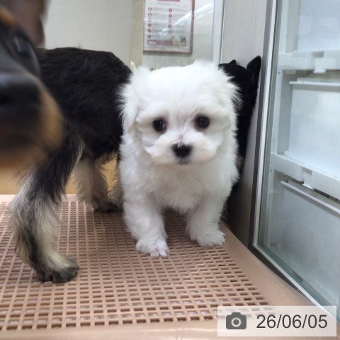 マルチーズの写真