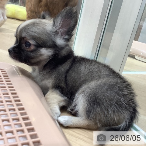 チワワの写真