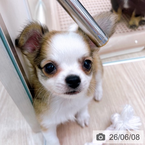 チワワの写真
