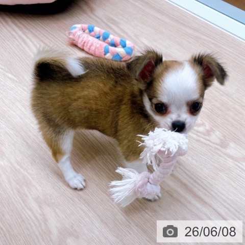チワワの写真