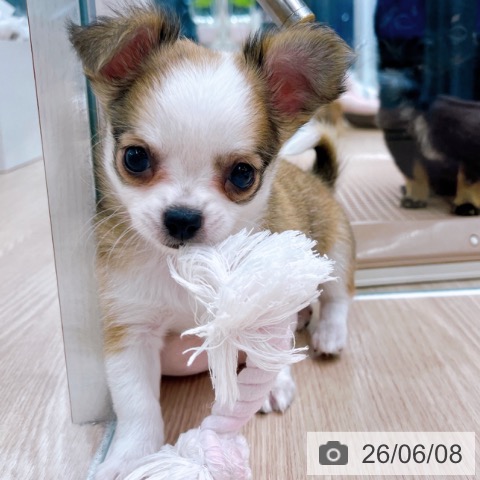 チワワの写真