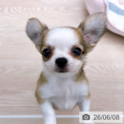 チワワの写真