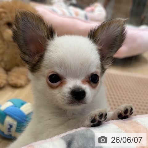 チワワの写真